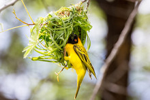 Yellow Masked Weaver Bird Building A Nest, Namibia, Africa