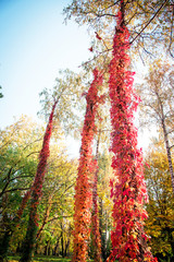 Wall Mural - Mystical autumn landscape with colored leaves of wild grapes on trunks of trees like on palm in the woods