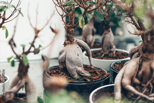 Microcarpa Ficus Ginseng In Bonsai Tree Style A Lot Of Little House Plant In Flowerpot Concept Of Natural House Decor Buy This Stock Photo And Explore Similar Images At Adobe Stock
