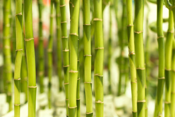  Zielony bambusowy tekstury tło. Zbliżenie fotografia z selekcyjną ostrością. Pionowe łodygi bambusa.