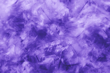 Beautiful abstract pink and purple feathers on darkness background and colorful soft white blue feather texture pattern