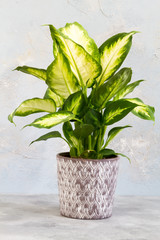 Dieffenbachia camilla. Plant in the pot. Isolated.