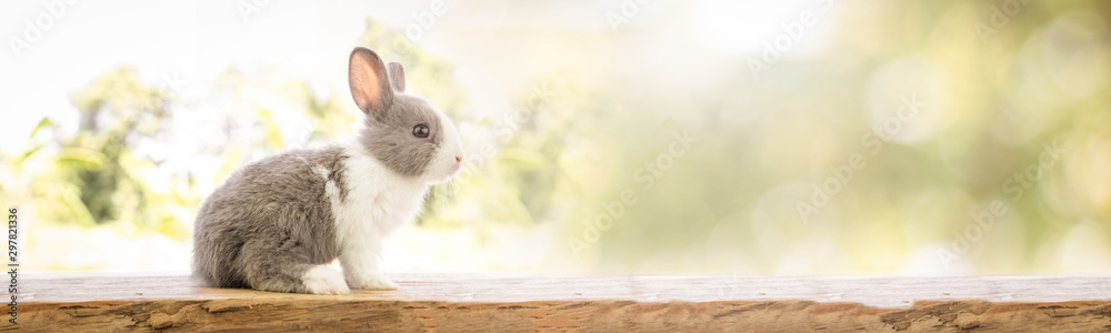 The rabbit sit on the wood with light bokeh form nature background. Easter day - obrazy, fototapety, plakaty 