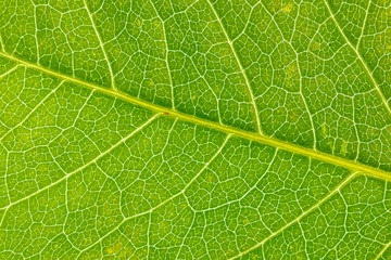 texture of green leaf