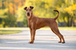 beautiful irish terrier dog standing in the park