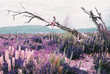 © Henry Head - Woman sitting on dead tree limb above field of wildflowers