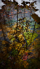 Wall Mural - silhouette leaves in a pool of water