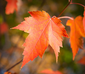 Wall Mural - red maple leaf
