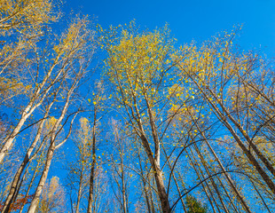 Wall Mural - fall trees