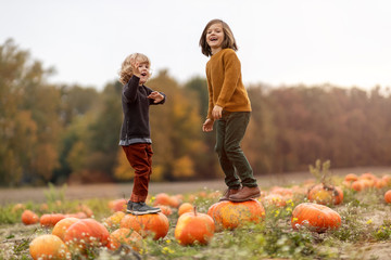 Wall Mural - Two little boys having fun in a pumpkin patch