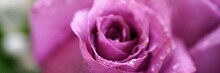 Closeup Of Pink Rose Bud