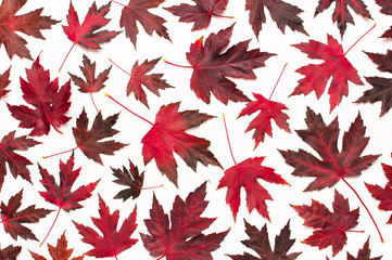 Wall Mural - Autumn composition. Red burgundy maple leaves isolated on white background. Flat lay, top view, copy space. Fall concept. Autumn background. Creative season layout