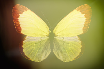 Poster - colored butterfly on a black background with a beautiful glow.
