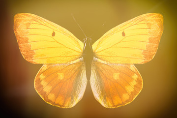 Poster - colored butterfly on a black background with a beautiful glow.