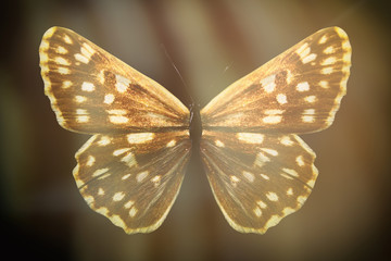 Poster - colored butterfly on a black background with a beautiful glow.