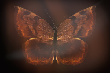 Poster - colored butterfly on a black background with a beautiful glow.