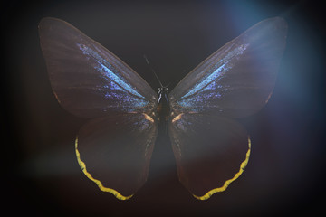 Poster - colored butterfly on a black background with a beautiful glow.
