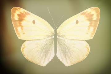 Poster - colored butterfly on a black background with a beautiful glow.