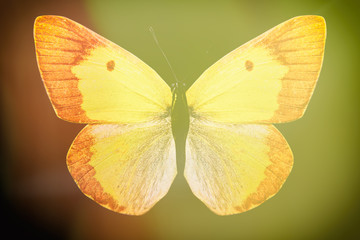 Poster - colored butterfly on a black background with a beautiful glow.