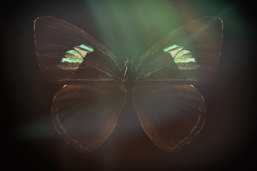 Poster - colored butterfly on a black background with a beautiful glow.
