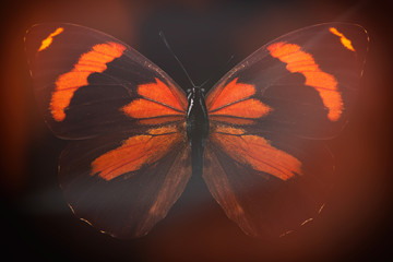 Poster - colored butterfly on a black background with a beautiful glow.