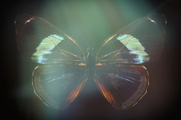 Poster - colored butterfly on a black background with a beautiful glow.