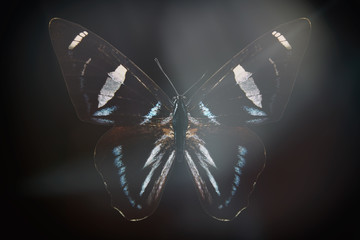 Poster - colored butterfly on a black background with a beautiful glow.