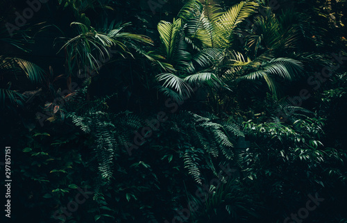 Fotografía Tropical leaves background,jungle leaf garden