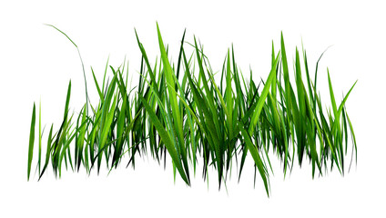 3D Rendering Patch of Grass
