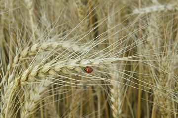 field with wheat