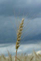 field with wheat