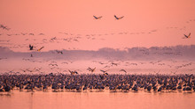 Beautiful Photography Of A Huge Flock Of Birds. Common Cranes (Grus Grus). Hortobagy National Park. Hungary.