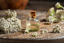 A Bottle Of Yarrow Essential Oil With Blooming Yarrow Plant