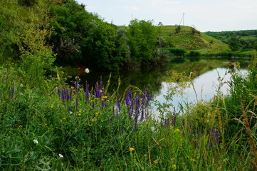 Poster - landscape with lake and flowers