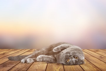 Canvas Print - British Shorthair Cat Lying Down on the Ground