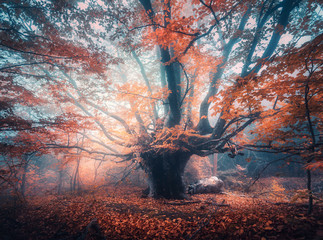 Old magical tree with big branches and orange leaves in blue fog in sunrise. Autumn colors. Enchanted foggy forest. Scenery with fairy forest in fall. Colorful landscape with beautiful misty old tree