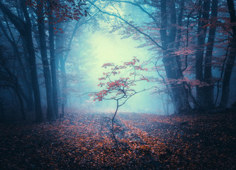 Fototapeta piękny las pejzaż stary ścieżka
