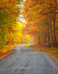 Wall Mural - Pathway in the forest at autumn