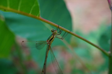 dragonfly on barbed wire