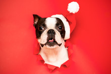 The Head Of A Boston Terrier Dog Looks Through A Hole In Red Paper And Wears A Santa Hat.Creative. Minimalism. The Concept Of A New Year.Creative Art.