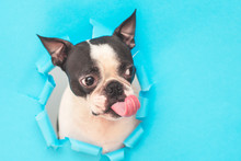 The Boston Terrier Dog's Head Looks Through A Hole In The Blue Paper And Wears A Santa Hat With Its Tongue Sticking Out.Creative. Minimalism. The Concept Of A New Year.Creative Art.