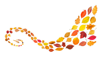 Wall Mural - spiral pattern from fallen leaves isolated