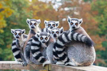 a group of resting lemurs katta