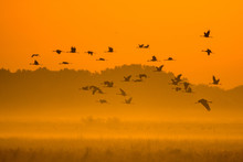 Beautiful Photography Of A Huge Flock Of Birds. Common Cranes (rus Grus).