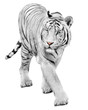 Majestic white tiger isolated on white background