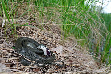 Sticker - sich totstellende Ringelnatter (Natrix natrix) aus Nordostpolen - Grass snake in Poland