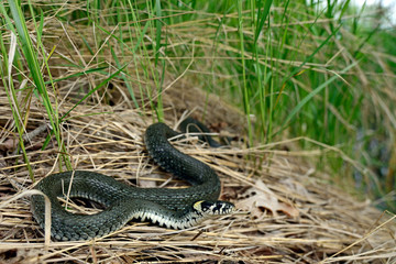 Sticker - Ringelnatter (Natrix natrix) aus Nordostpolen - Grass snake in Poland