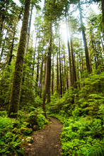Hiking Trail Through Olympic Peninsula National Park, Washington, United States