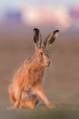 Wall Mural - Sitting Hare (Lepus europaeus)