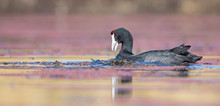 One Red Knobbed Coot Looking Fish For The Chicks At A Nest
